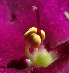 P4051519a